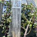 Mayan Culture Handmade Copal Incense - Long Lasting Lavender Scented Aromatic Fragrance for Home Cleansing & Peaceful...