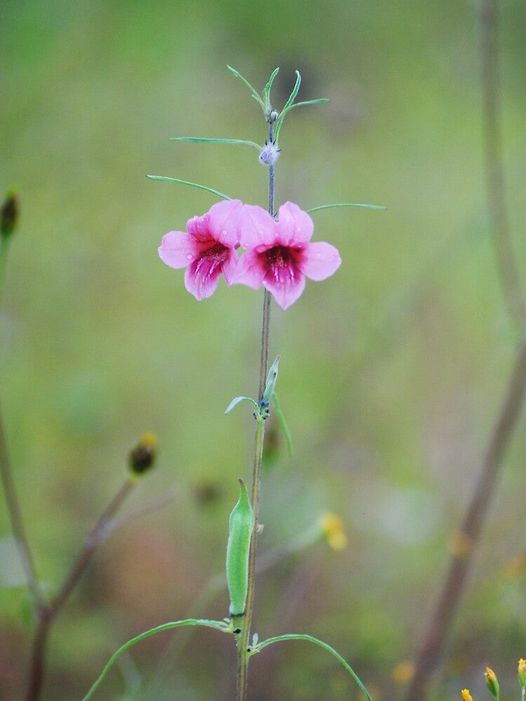 Beautiful  Purple flower in nature by RedEvie