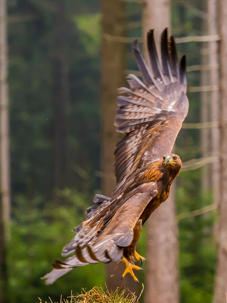 Golden Eagle by Alius Imago