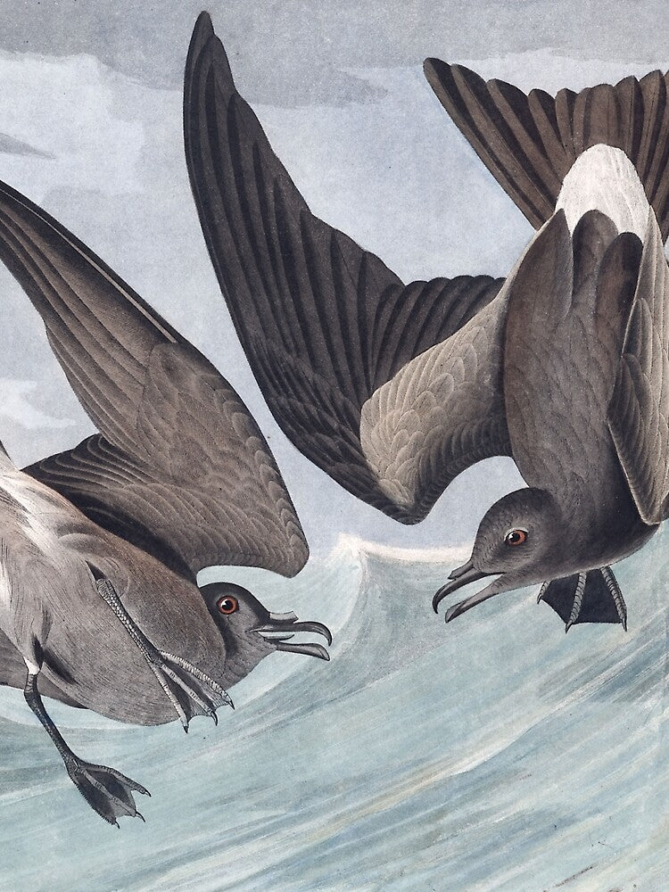 Leach's Storm-Petrel - John James Audubon by billythekidtees