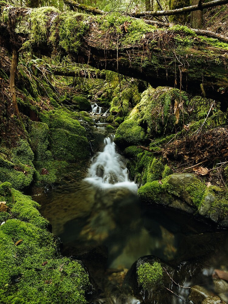 Mossy waterfall by millivedder