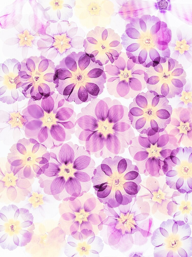 Pressed Primrose Flowers Botanical Art Print, Purple and Pink Floral Collage, Nature Wall Decor by Elżbieta  Kaps