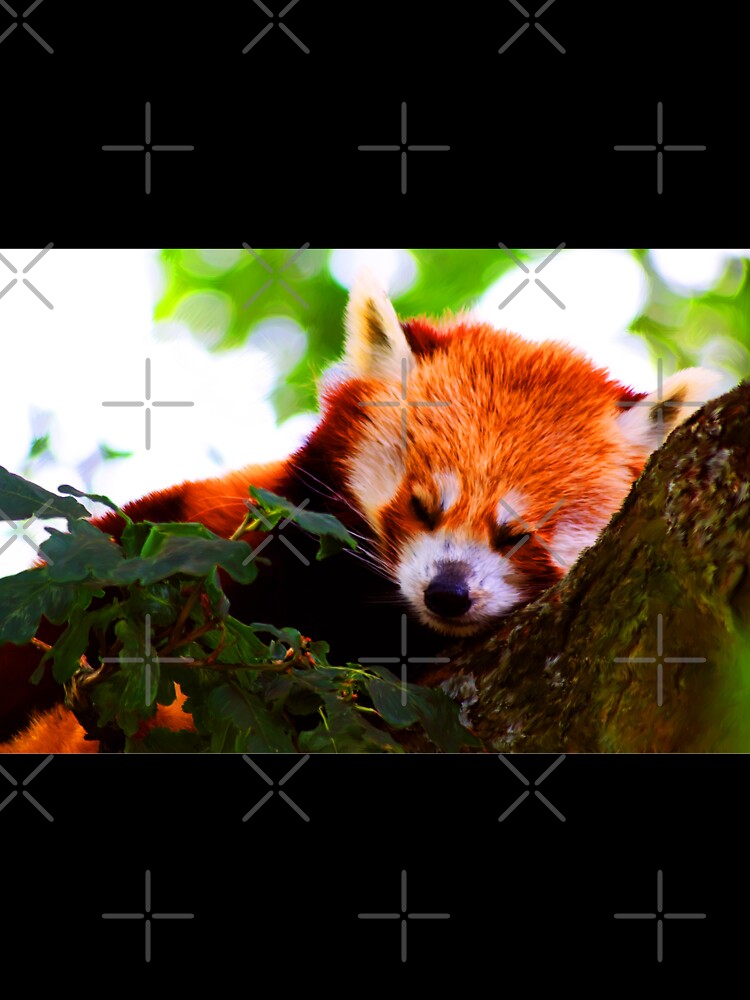 Red Panda by Focal-Art