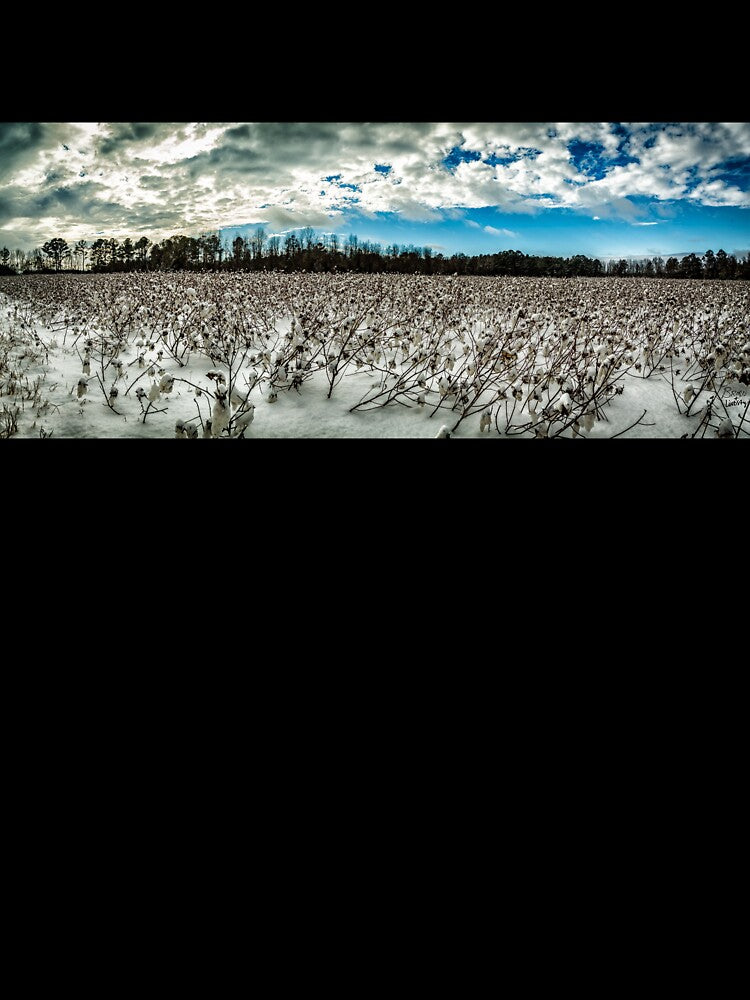 Cotton field covered in snow by GestaltImagery