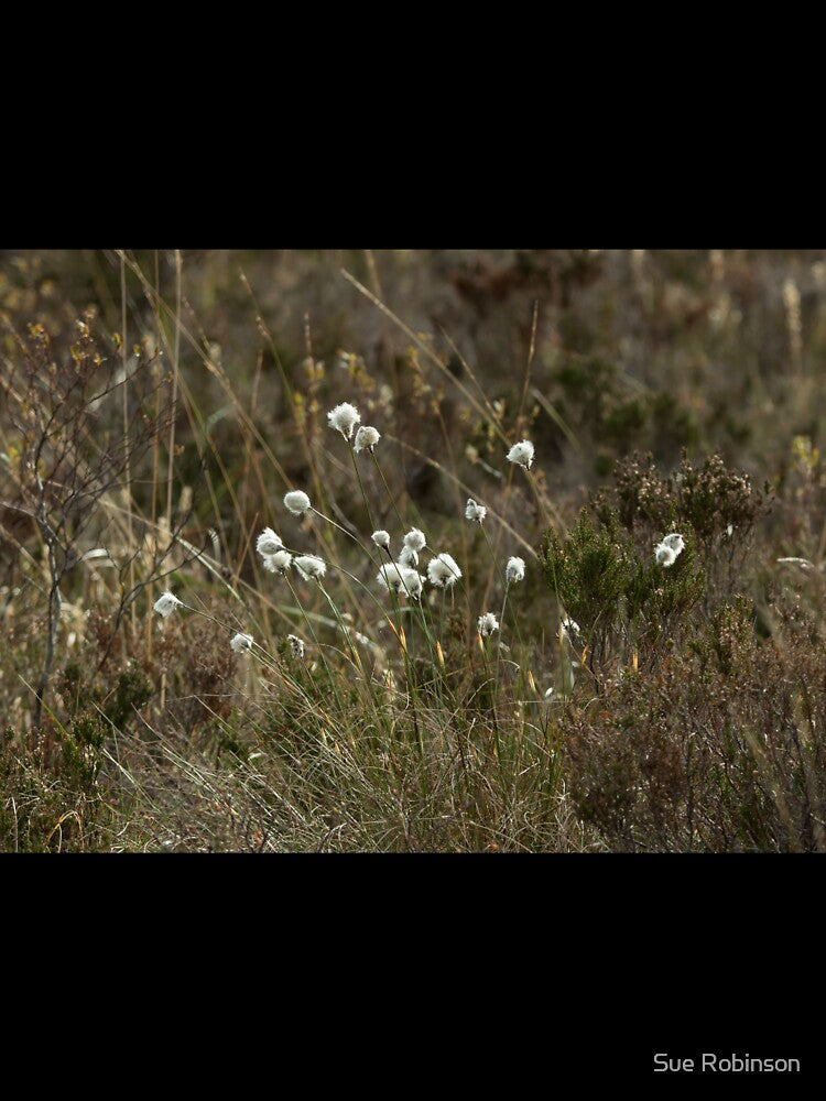 Cotton Grass by Sue Robinson