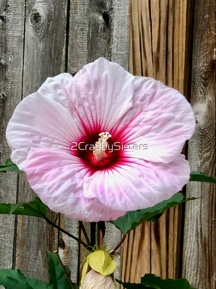 Oversized Hibiscus Flower by 2CrabbySisters