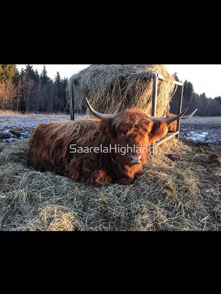 Scottish Highland Cattle Cow 1016 by SaarelaHighland