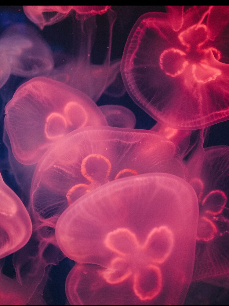 Jellyfish by Zak Milofsky