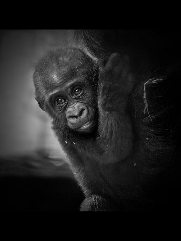 Baby Gorilla by Conservation Art Emporium