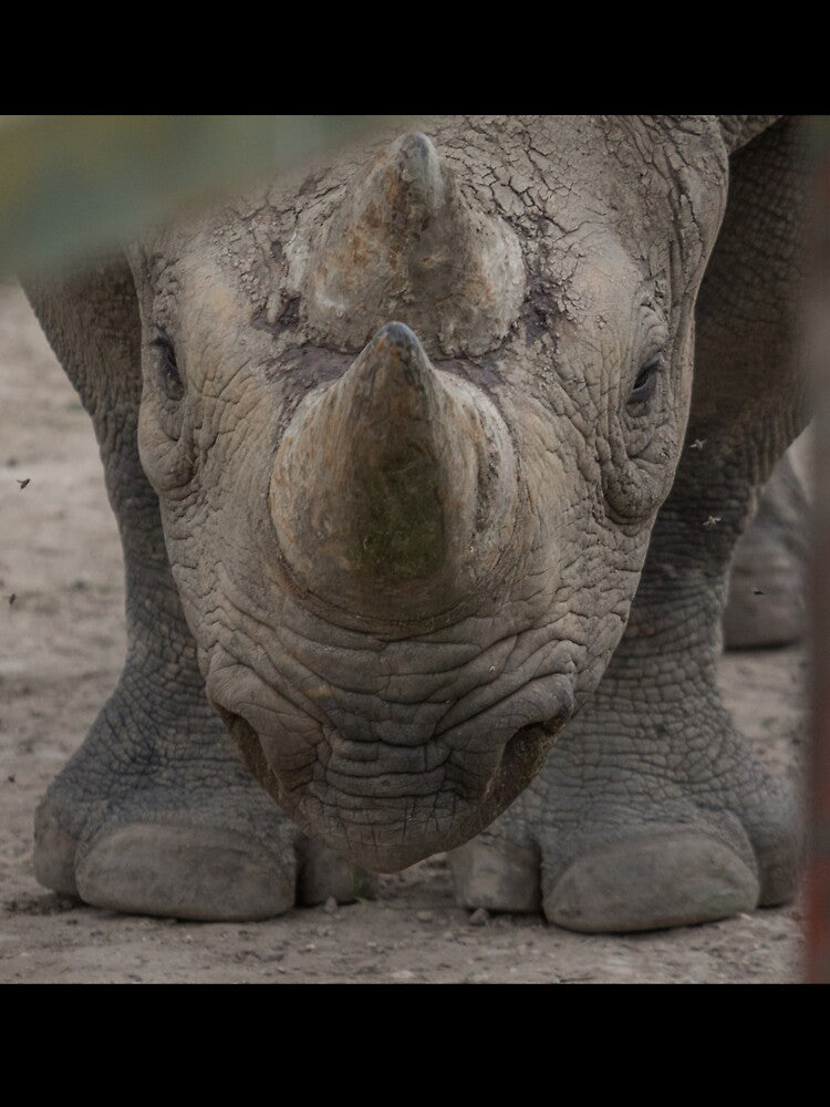 Rhino by Conservation Art Emporium