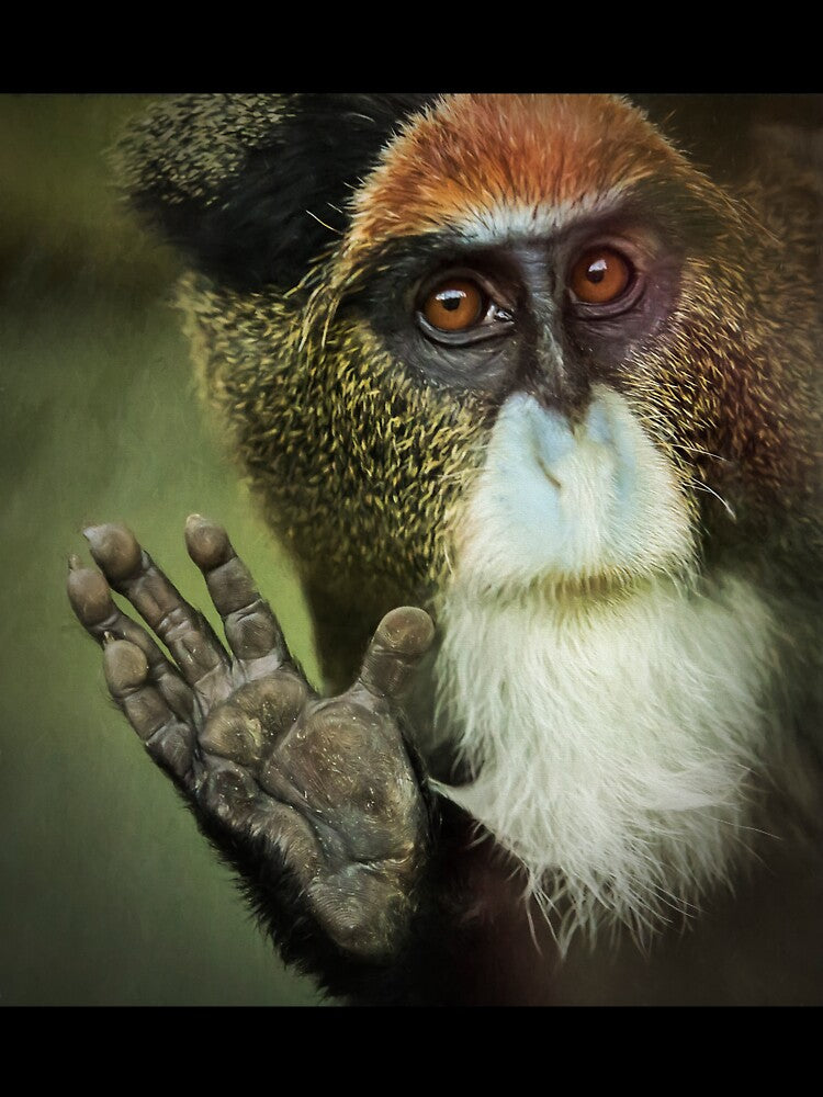 De Brazza's Monkey by Conservation Art Emporium
