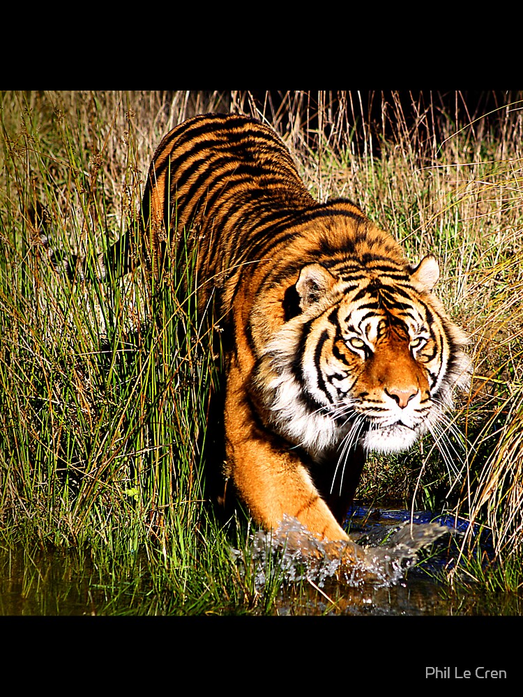 Sumatran Tiger (7) by Phil Le Cren