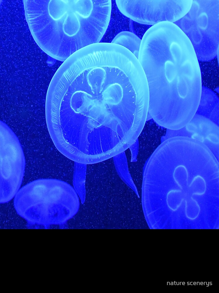 stinger jellyfish by nature scenerys