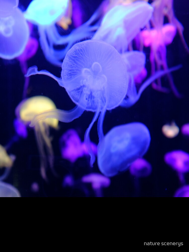 colorful jellyfish by nature scenerys