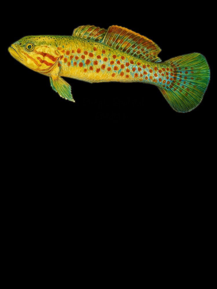 Purple Spotted Gudgeon by Outback Geo Adventures
