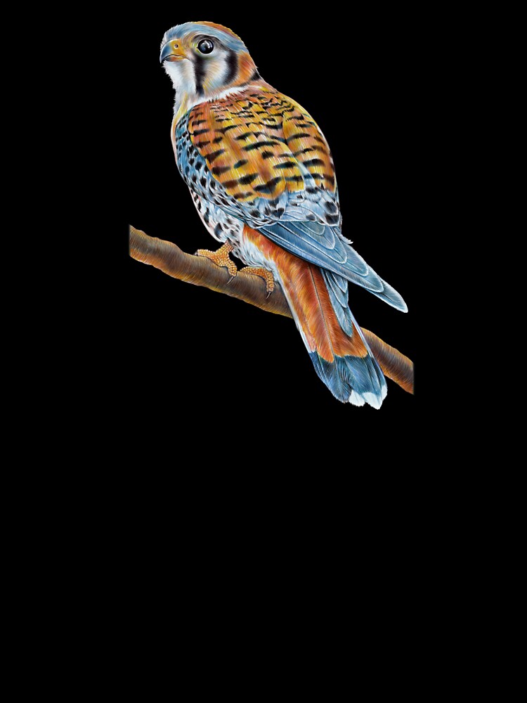American Kestrel by TimJeffsArt