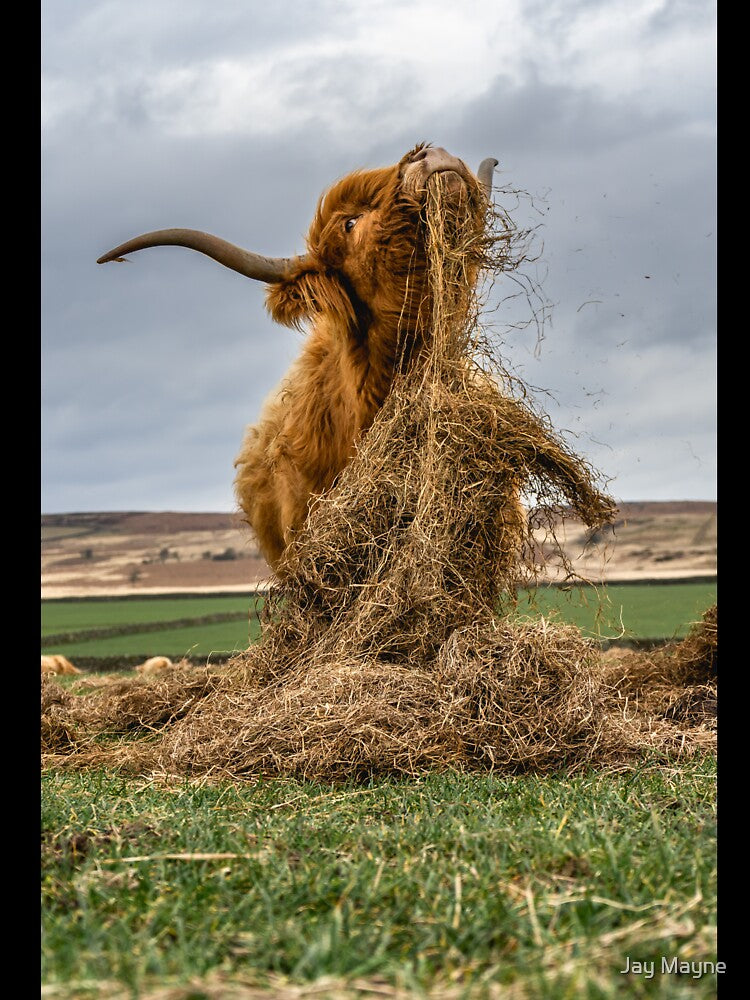 Highland Cow Dinner Time by Jay Mayne