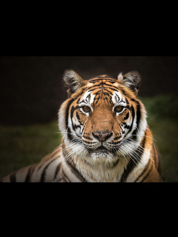 Tiger by Conservation Art Emporium