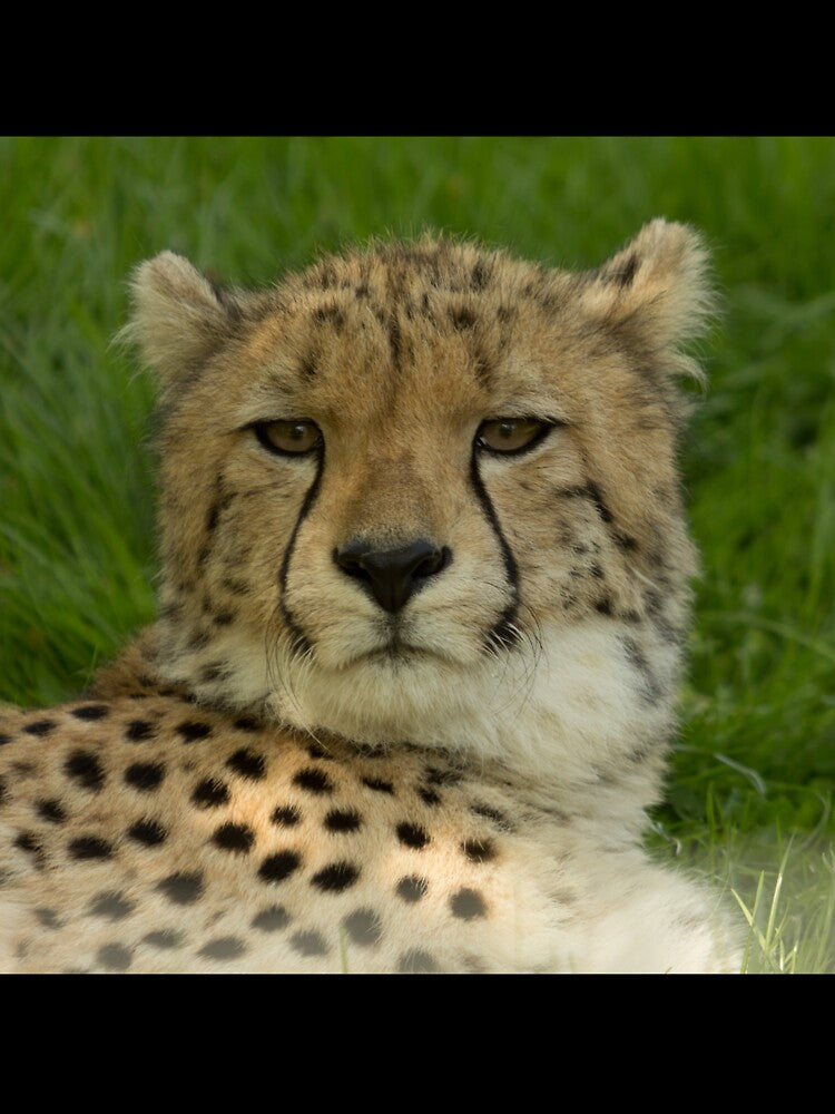 Cheetah close up by Conservation Art Emporium