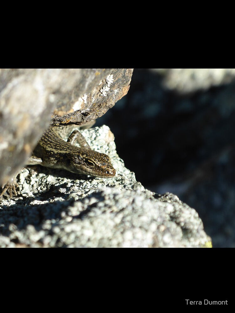 Grand Skink peek-a-boo by Terra Dumont