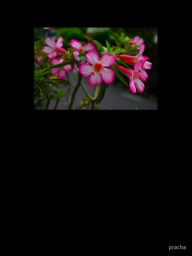 Pink Flowers by pracha