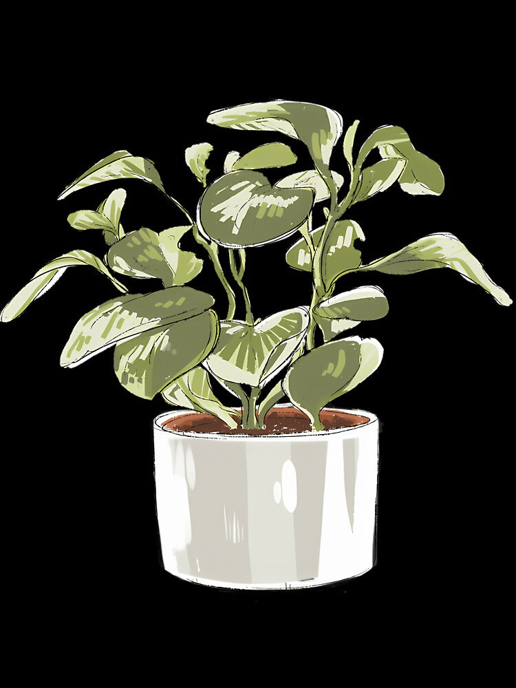Potted Peperomia Plant by uyvcgmiqdyu38