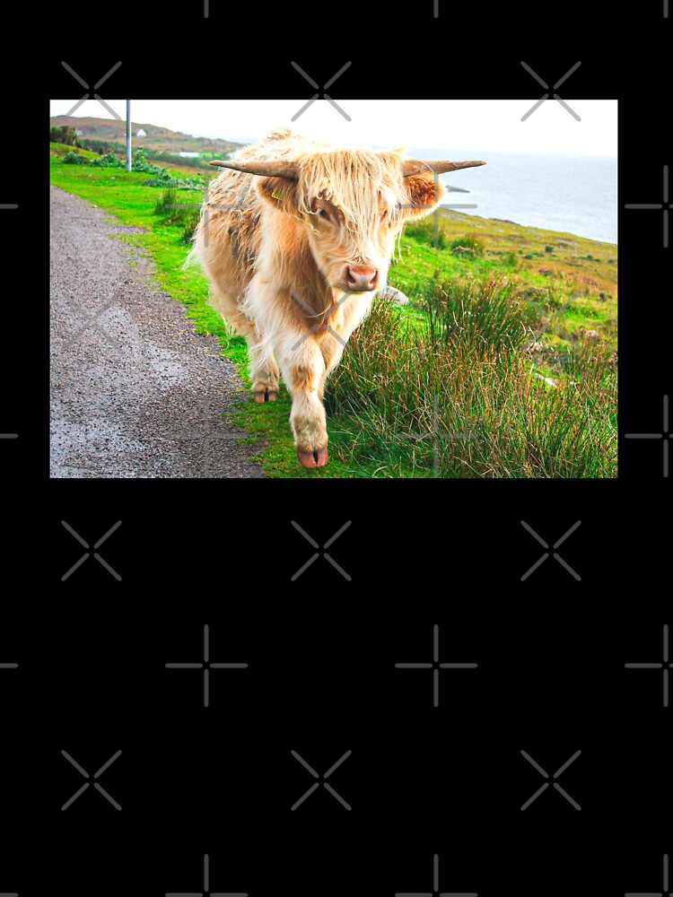 White Highland Cow by TheAnimalZ00