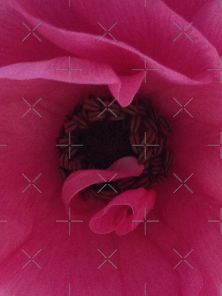Love is as Tender as the Pink Ranunculus by Photomersion