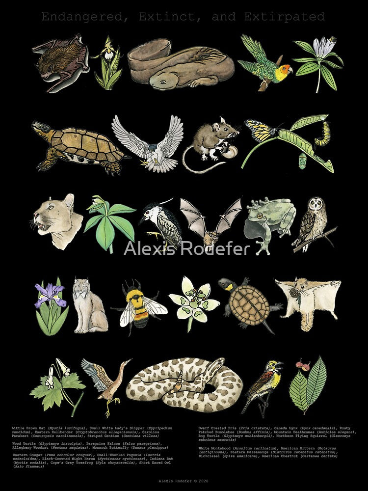 Endangered, Extinct and Extirpated by Alexis Rodefer