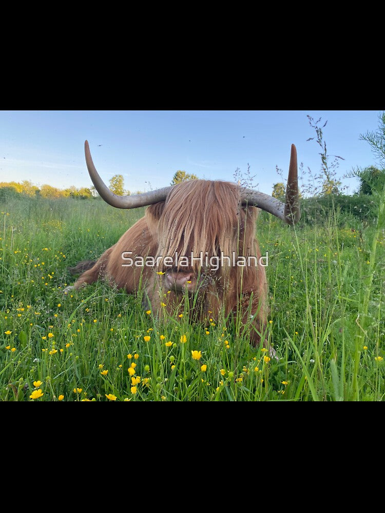 Scottish Highland Cattle Cow 3376 by SaarelaHighland