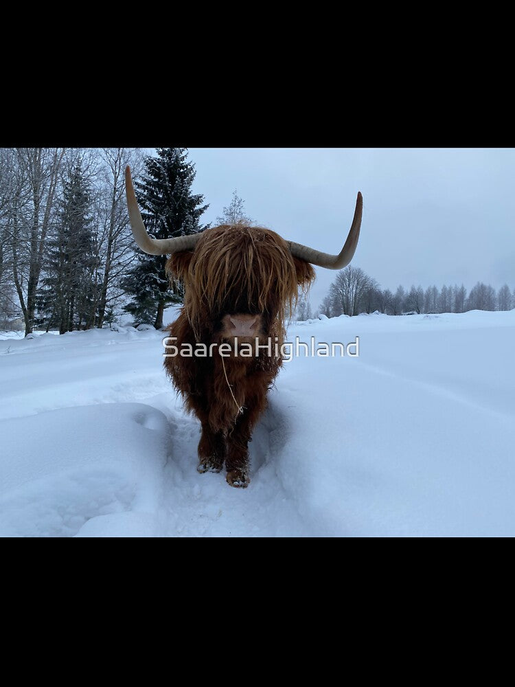 Scottish Highland Cattle Cow 3195 by SaarelaHighland