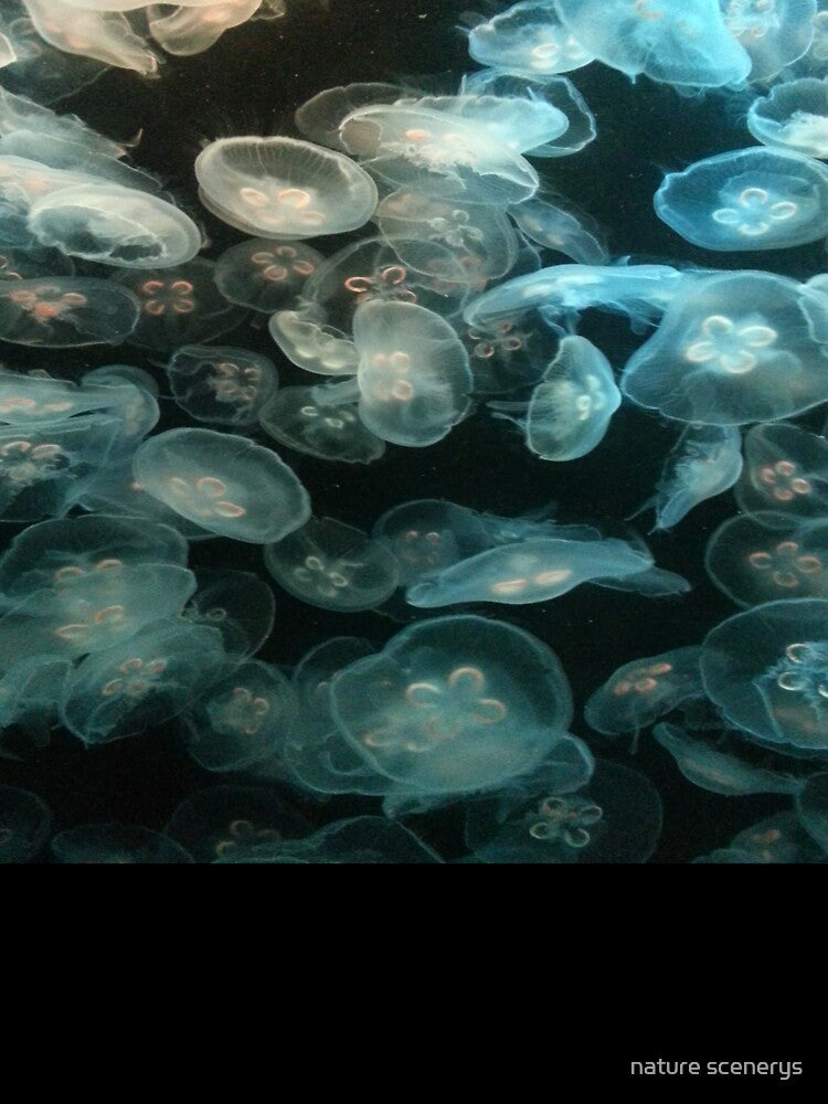 transparent jellyfish by nature scenerys