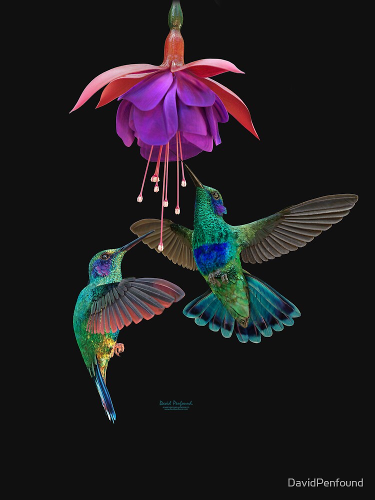 Hummingbird pair by DavidPenfound