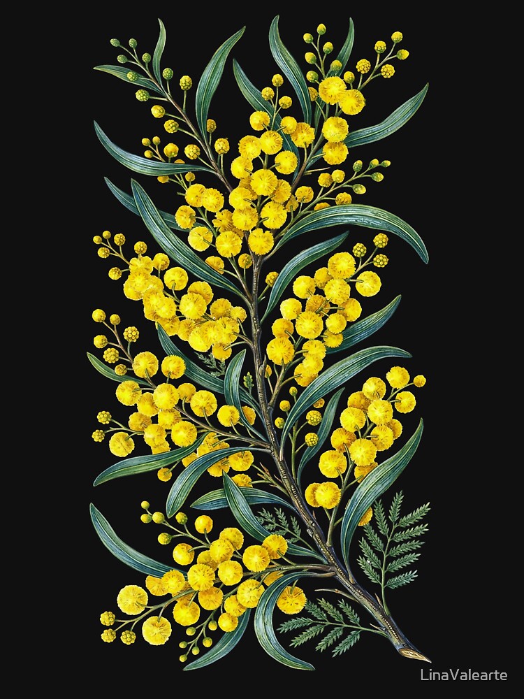 Golden Wattle Flower Watercolor Botanical Art by LinaValearte