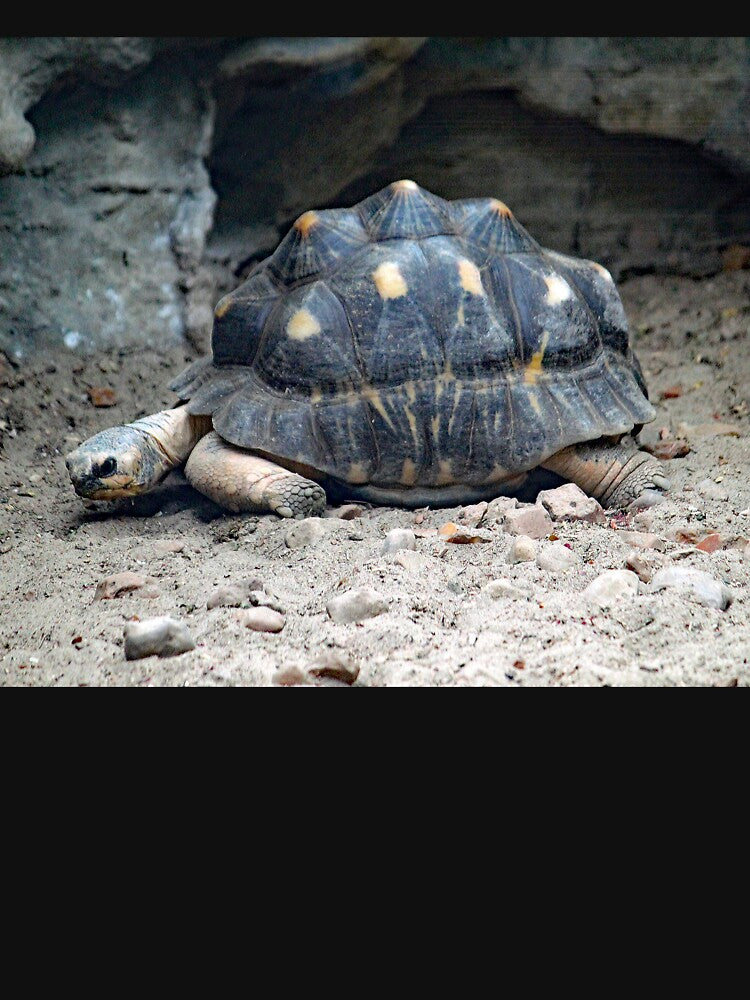 Radiated Tortoise by Strawflower Oasis