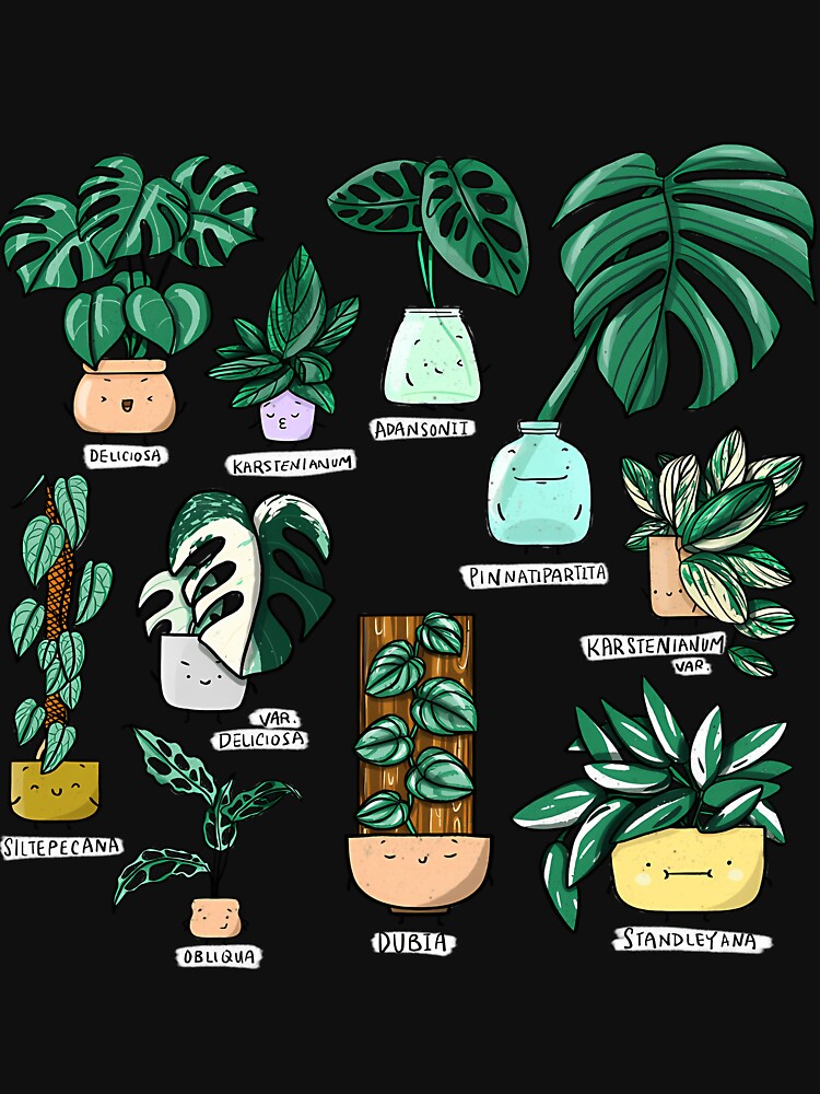 Monstera Family Cute Plants by afypgzcstc8