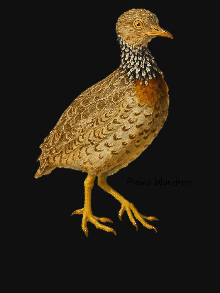 Plains Wanderer by Outback Geo Adventures