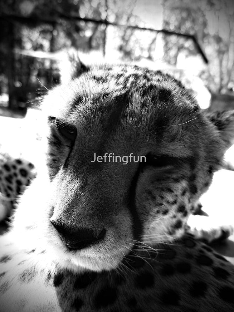 Cheetah close up by Jeffingfun
