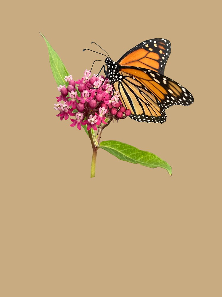 Monarch on Milkweed by DandelionDays