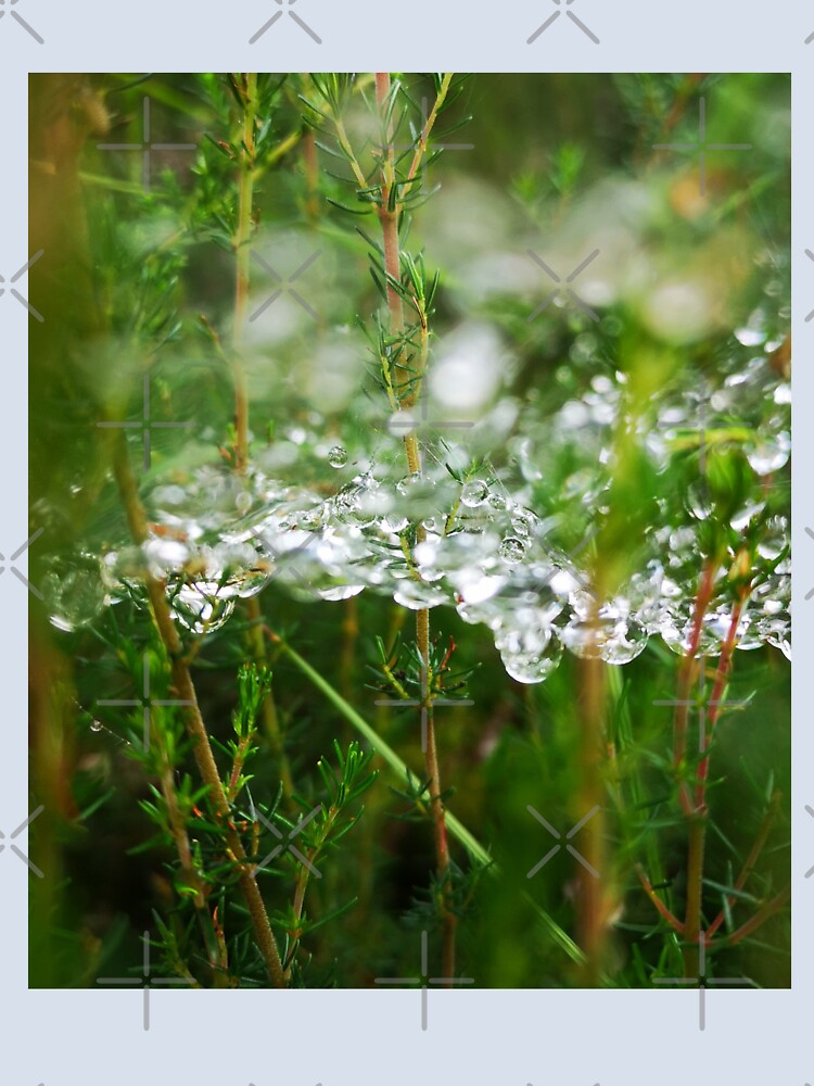 Morning Dew on Green Forest Cobweb by Kainicram