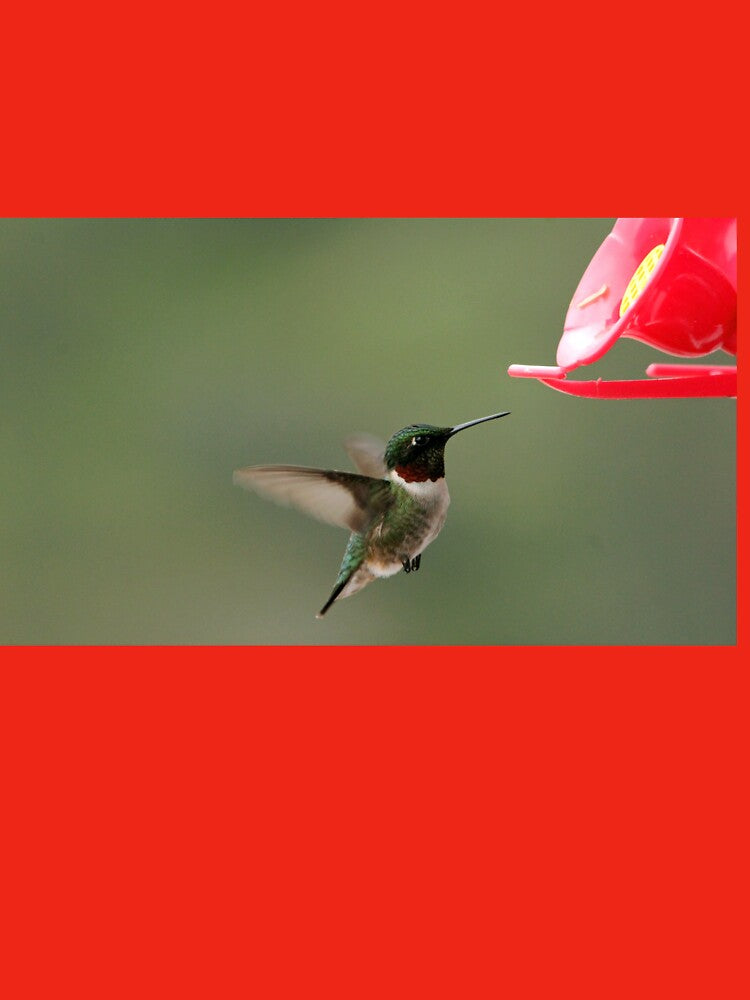 The Tiny Hummer by Debbie Oppermann