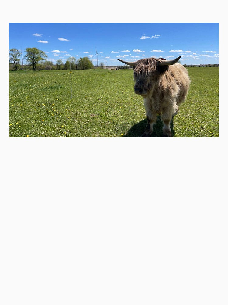 Fluffy Highland Cow Pasture | Scottish Cattle Photography by snapshotszach