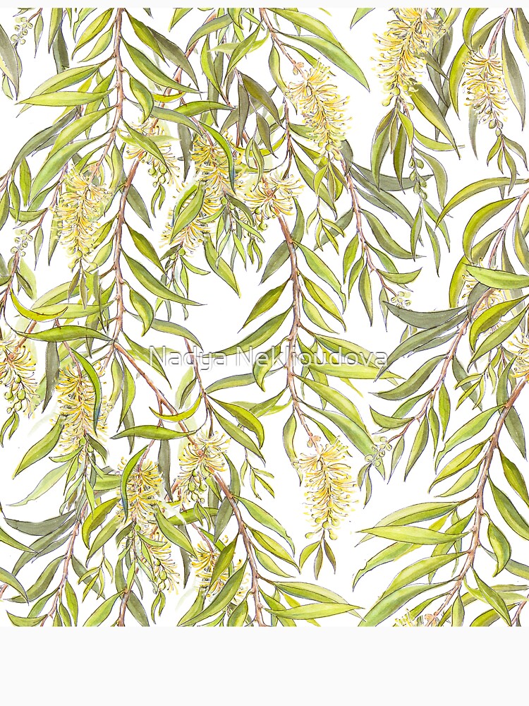 Australian Melaleuca or Bottlebrush native plant botanical pattern by Nadya Neklioudova