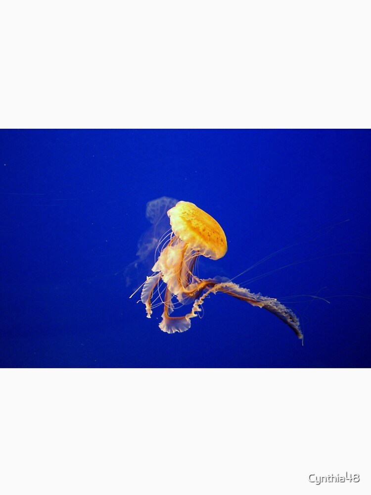 Jellyfish Dancing by Cynthia48