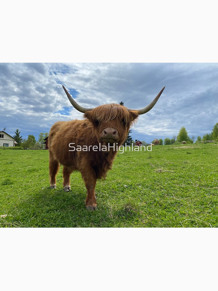 Scottish Highland Cattle Cow at green pasture 3352 by SaarelaHighland