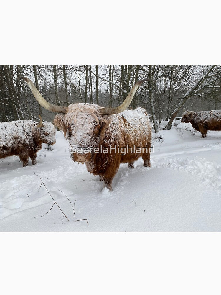 Scottish Highland Cattle Cow in snow 3092 by SaarelaHighland