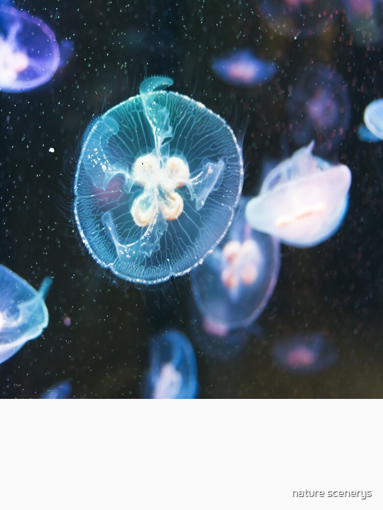 surreal jellyfish by nature scenerys