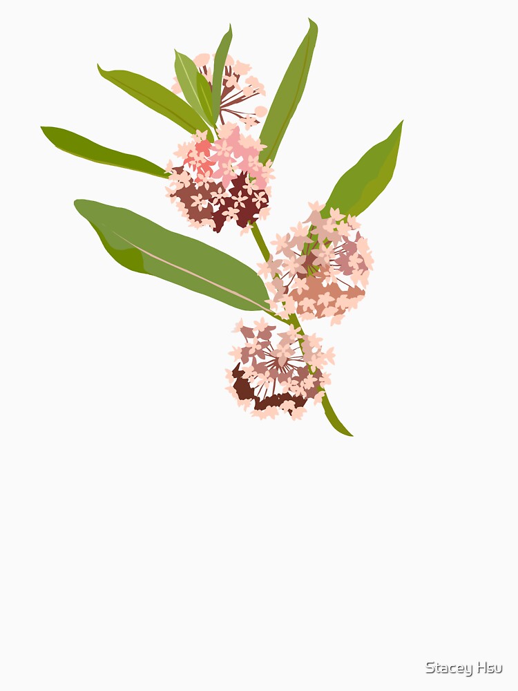 Milkweed Plant Native Botanical Illustration by Furkid Studio