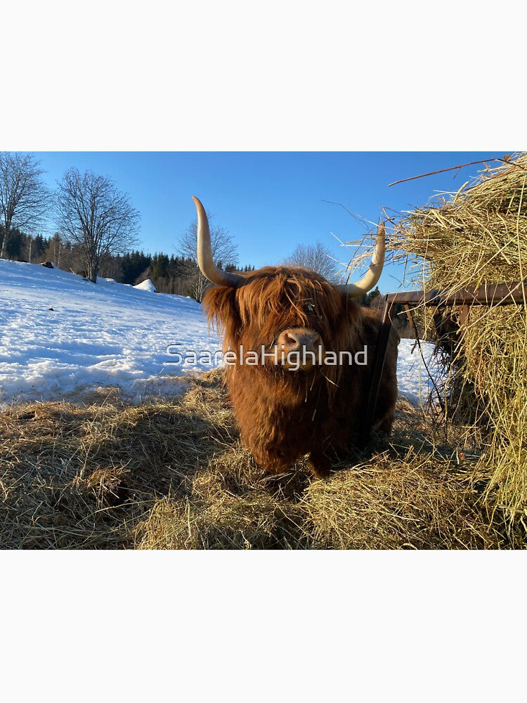 Scottish Highland Cattle Cow 3250 by SaarelaHighland