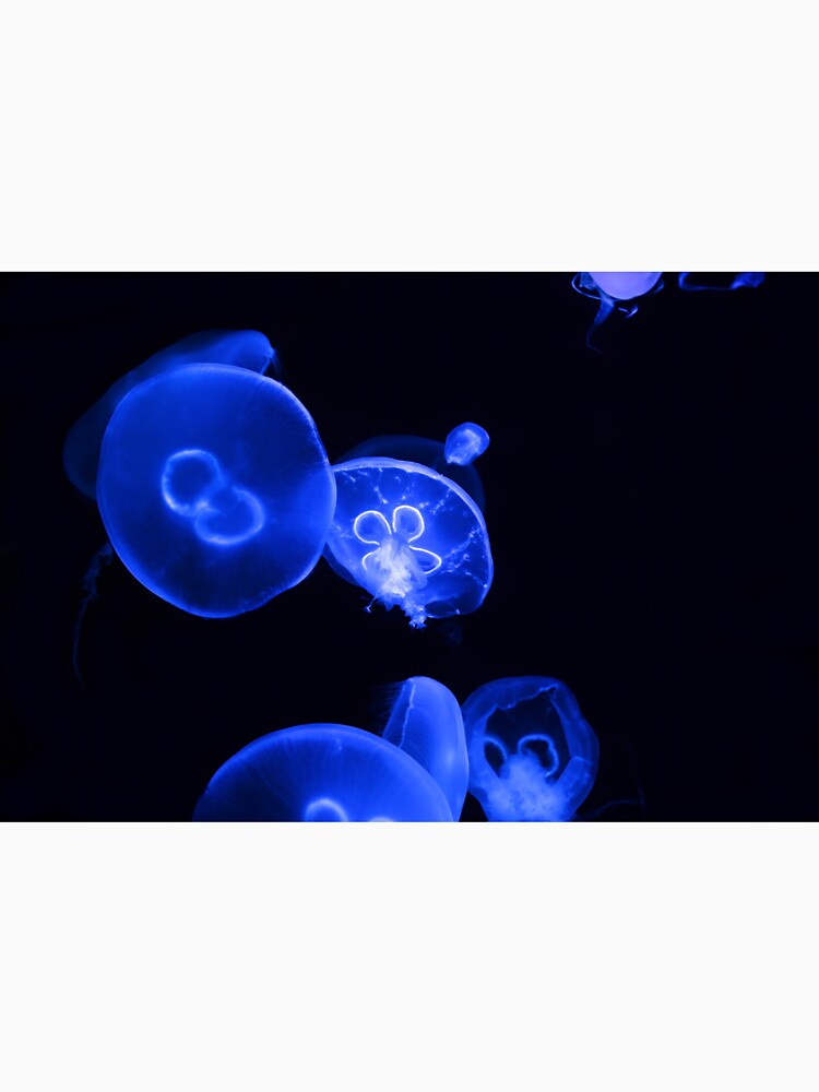 Colorful Jellyfish by VisualVoyages